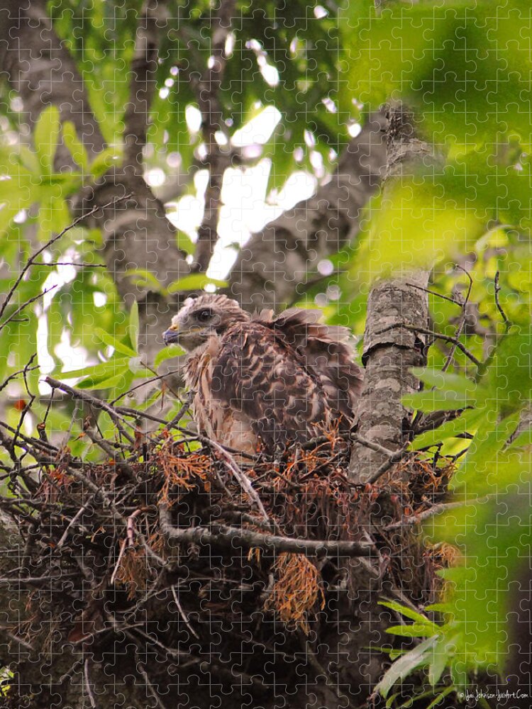 Red Shouldered Hawk Jigsaw Puzzle featuring the photograph Baby Red Shouldered Hawk in Nest by Jai Johnson