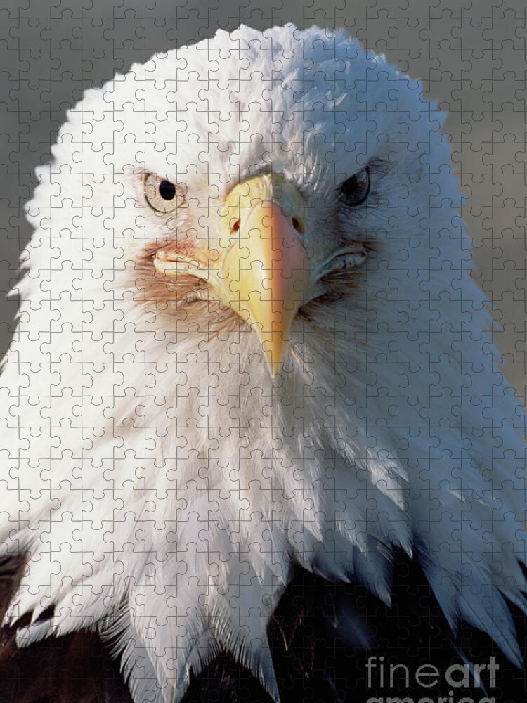 00343910 Jigsaw Puzzle featuring the photograph Bald Eagle Portrait Alaska by Yva Momatiuk John Eastcott