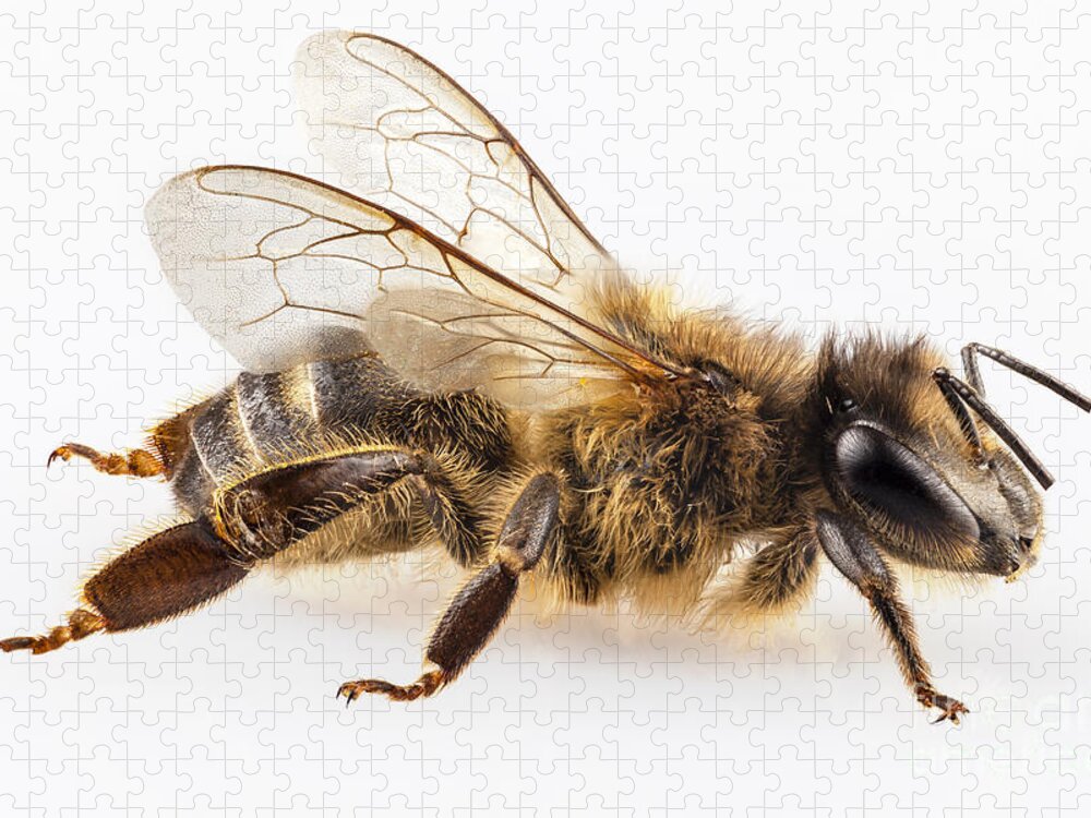 https://render.fineartamerica.com/images/rendered/default/flat/puzzle/images-medium-5/2-bee-species-apis-mellifera-common-name-western-honey-bee-or-euro-pablo-romero.jpg?&targetx=-62&targety=0&imagewidth=1125&imageheight=750&modelwidth=1000&modelheight=750&backgroundcolor=F9F8F9&orientation=0&producttype=puzzle-18-24&brightness=746&v=6