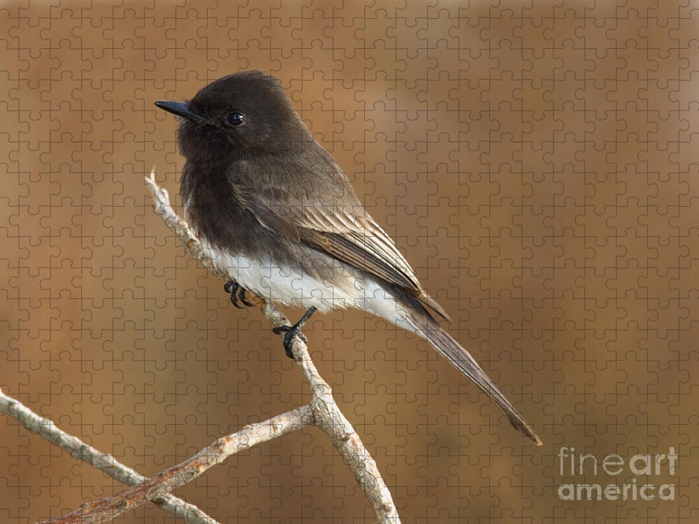 Fauna Jigsaw Puzzle featuring the photograph Black Phoebe #2 by Anthony Mercieca