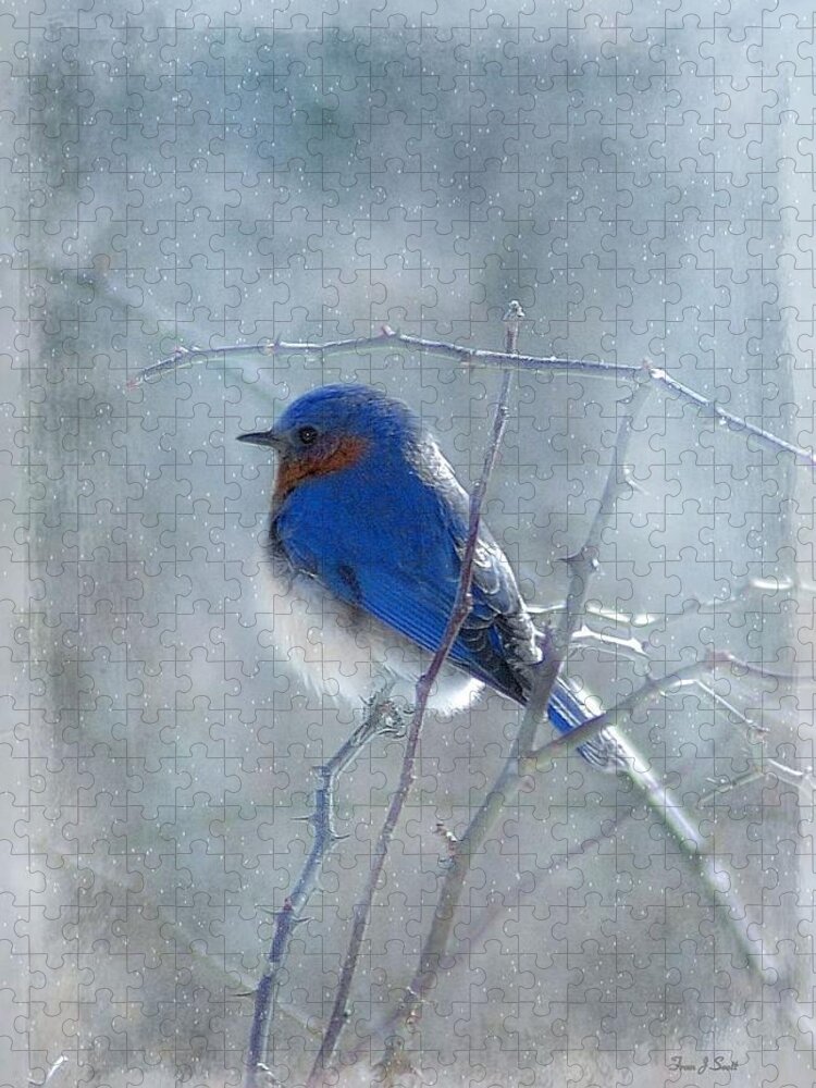 Birds Jigsaw Puzzle featuring the photograph Blue Bird by Fran J Scott