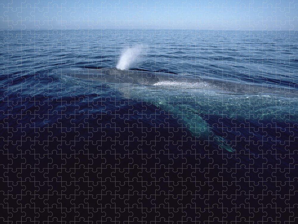 Feb0514 Jigsaw Puzzle featuring the photograph Blue Whale Spouting Sea Of Cortez Mexico #2 by Flip Nicklin