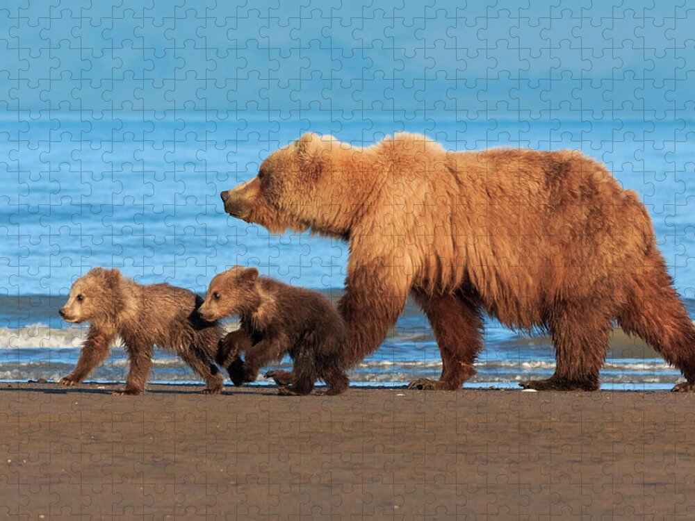 Brown Bear Jigsaw Puzzle featuring the photograph Brown Bear Sow And Cubs, Lake Clark #2 by Mint Images/ Art Wolfe