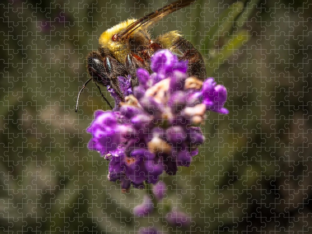 Flower Jigsaw Puzzle featuring the photograph Carpenter Bee on a Lavender Spike by Ron Pate
