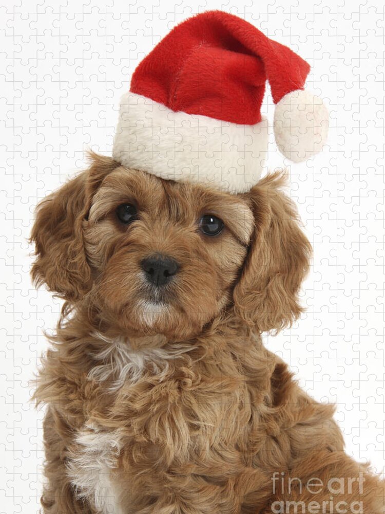 Ed Cavapoo Pup Jigsaw Puzzle featuring the photograph Cavapoo Puppy In Christmas Hat #2 by Mark Taylor