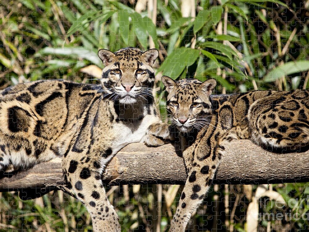 Leoards Jigsaw Puzzle featuring the photograph Clouded Leopards #2 by Brian Jannsen