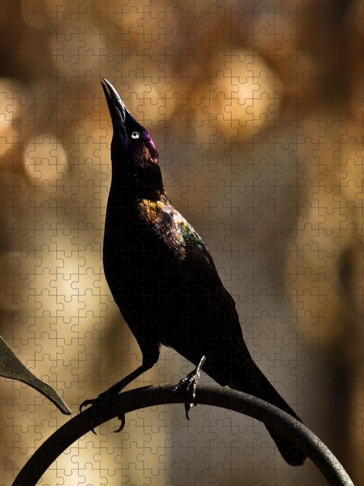 Common Grackle Jigsaw Puzzle featuring the photograph Common Grackle #2 by Robert L Jackson