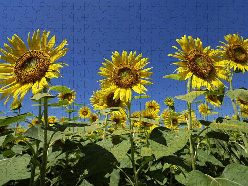 Feb0514 Jigsaw Puzzle featuring the photograph Common Sunflower Flowers Japan #2 by Hiroya Minakuchi