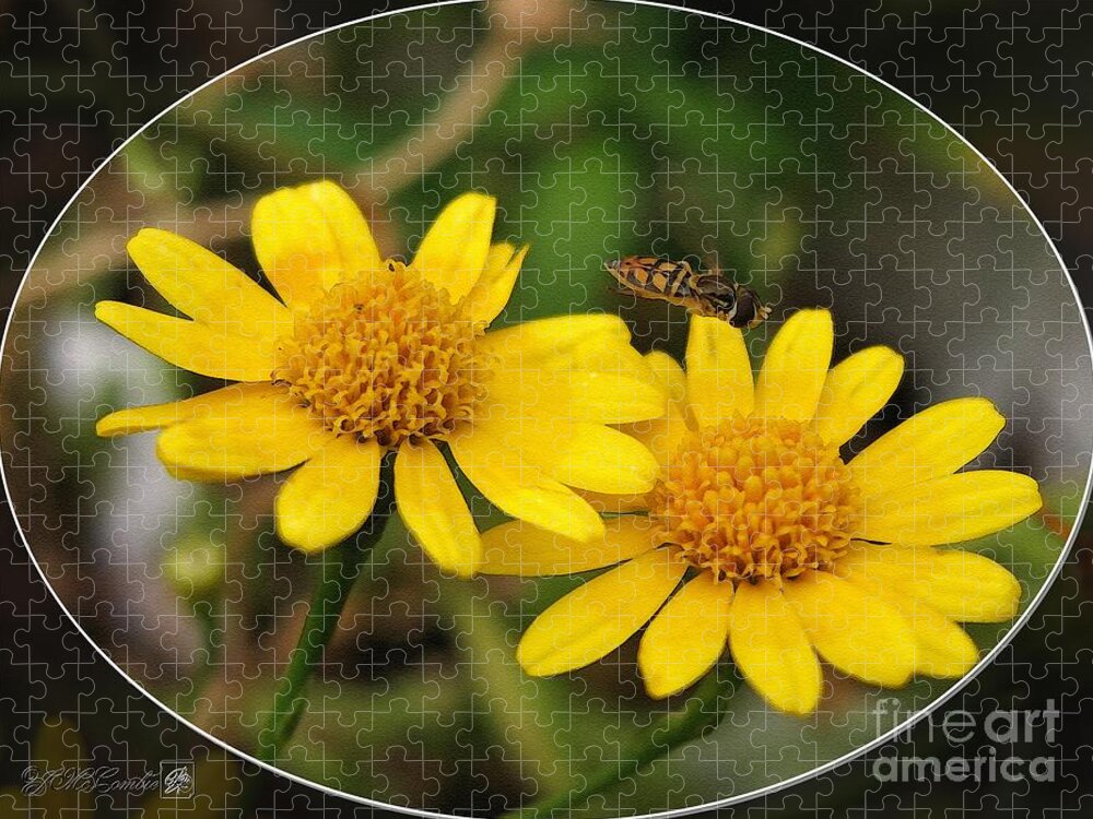 Thymophylla Jigsaw Puzzle featuring the painting Dahlberg Daisy named Gold Carpet #2 by J McCombie