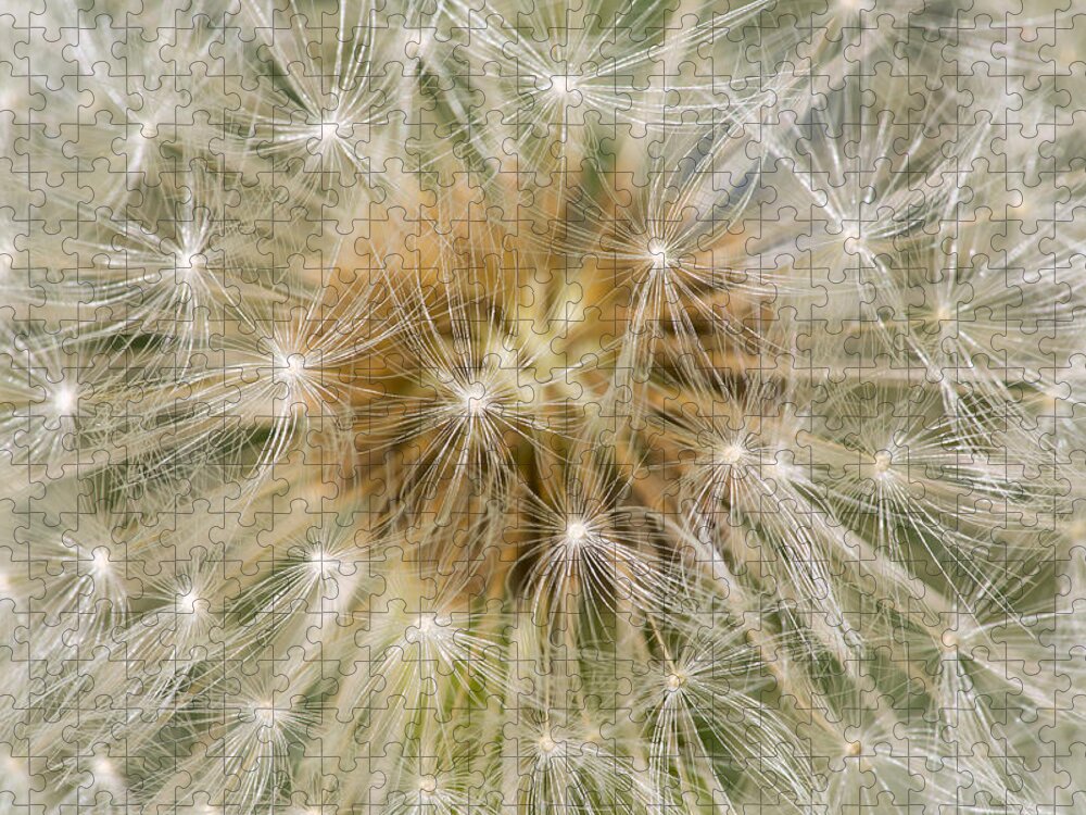 Nis Jigsaw Puzzle featuring the photograph Dandelion Seedhead Noord-holland #2 by Mart Smit