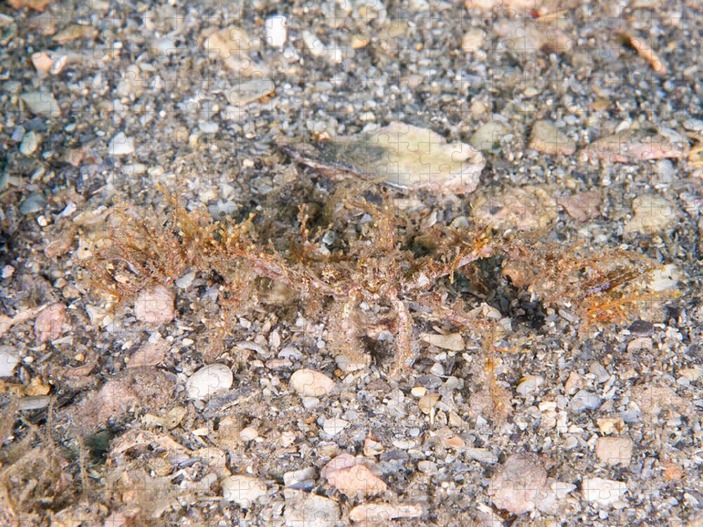 Decorator Crab Jigsaw Puzzle featuring the photograph Decorator Crab #2 by Andrew J. Martinez