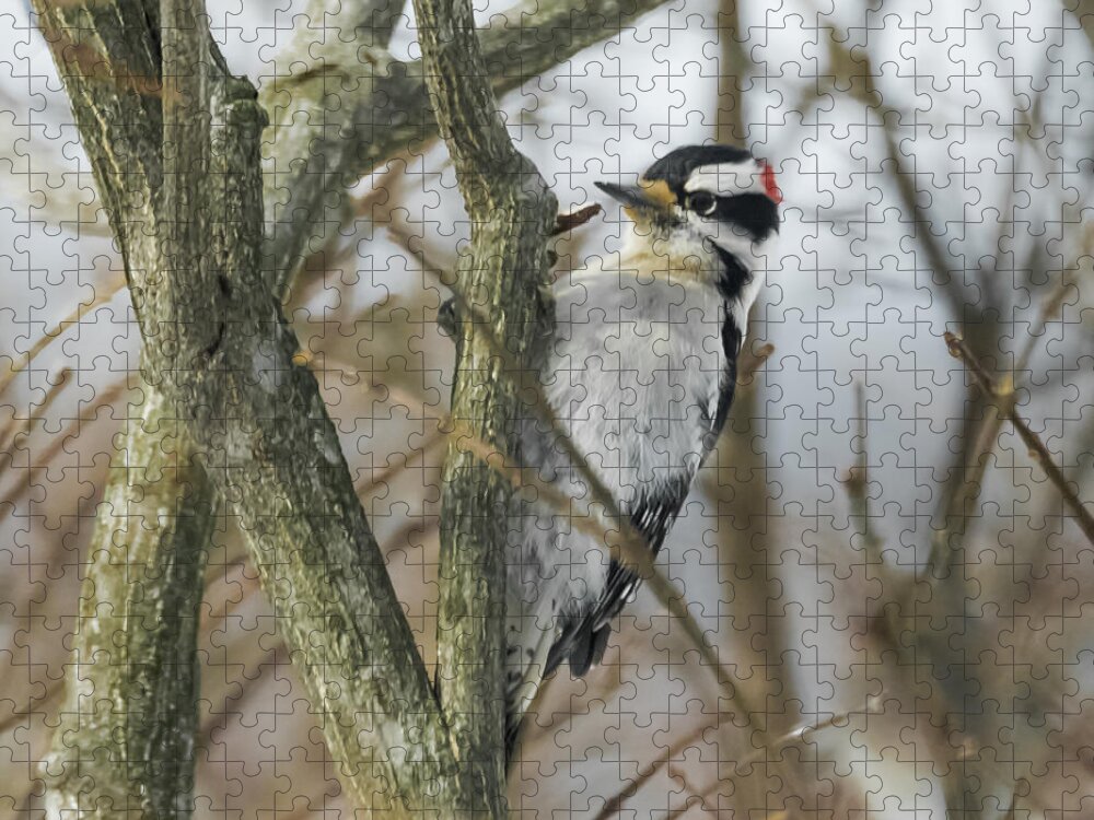 Woodpecker Jigsaw Puzzle featuring the photograph Downy Woodpecker by Holden The Moment