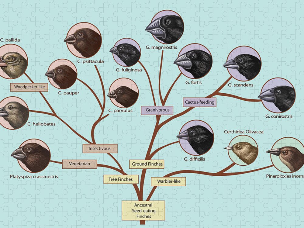 Nature Jigsaw Puzzle featuring the photograph Finch Family Tree, Illustration #3 by Spencer Sutton