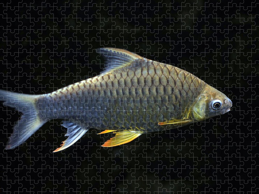 Digital Jigsaw Puzzle featuring the photograph Fish #1 by Dragan Kudjerski