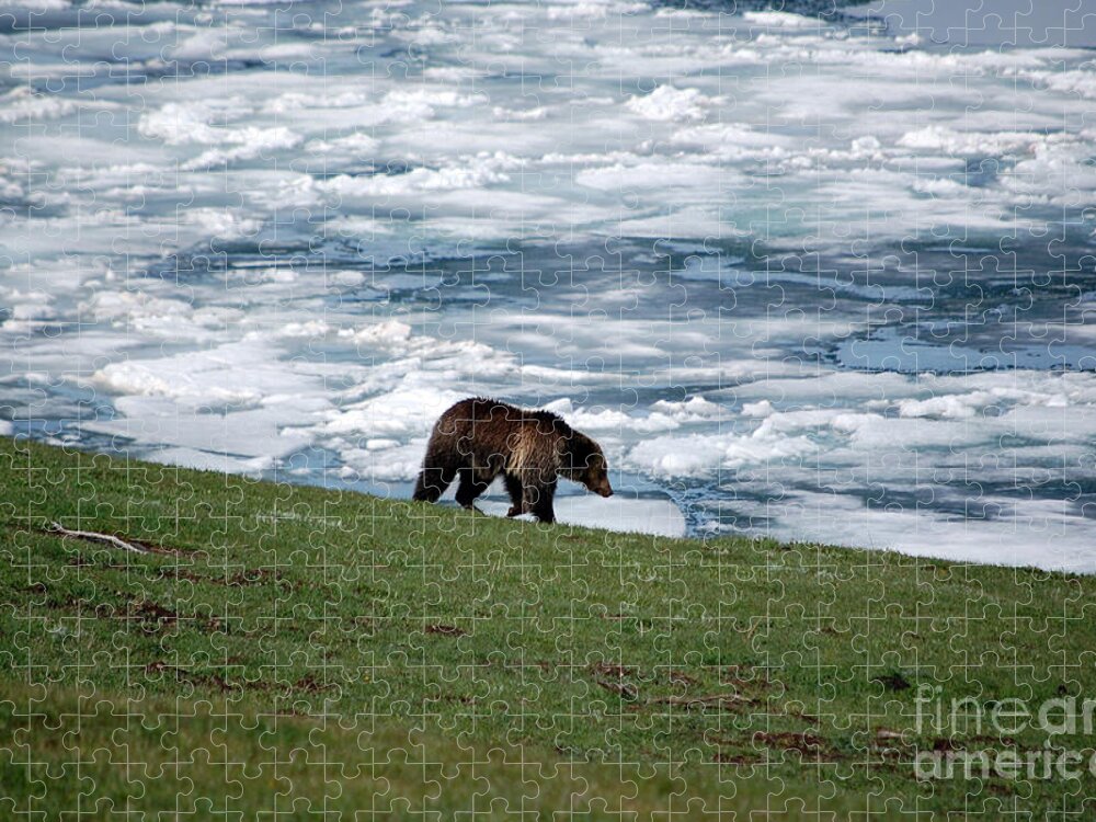 Grizzly Jigsaw Puzzle featuring the photograph Grizzly Bear on Frozen Lake Yellowstone #2 by Shawn O'Brien