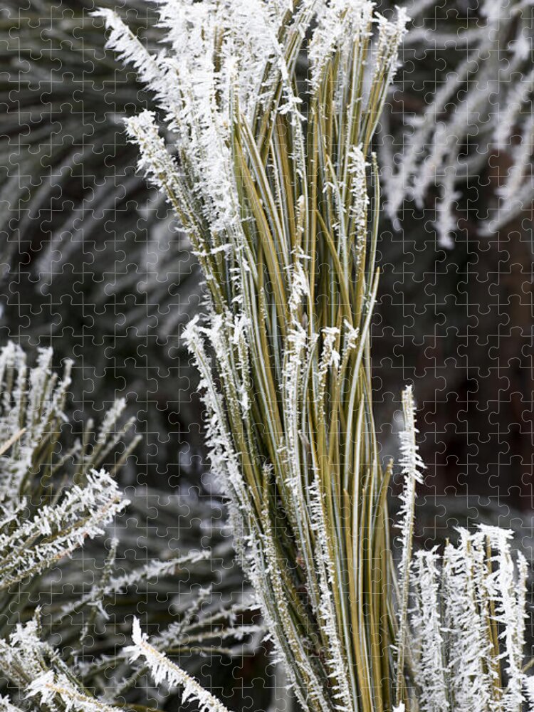 Arboretum Jigsaw Puzzle featuring the photograph Hoar Frost #2 by Steven Ralser