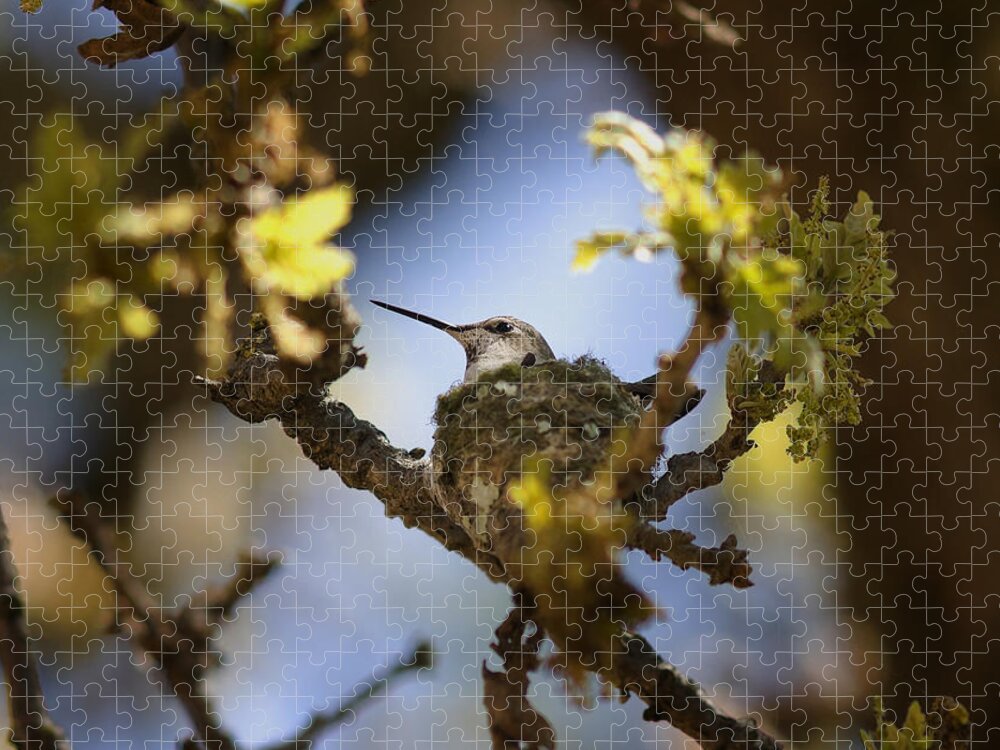 Humming Bird Jigsaw Puzzle featuring the photograph Hummingbird on Nest #2 by Betty Depee
