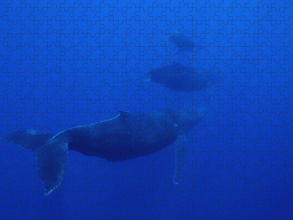 Feb0514 Jigsaw Puzzle featuring the photograph Humpback Whale Cow Calf And Male Escort #2 by Flip Nicklin