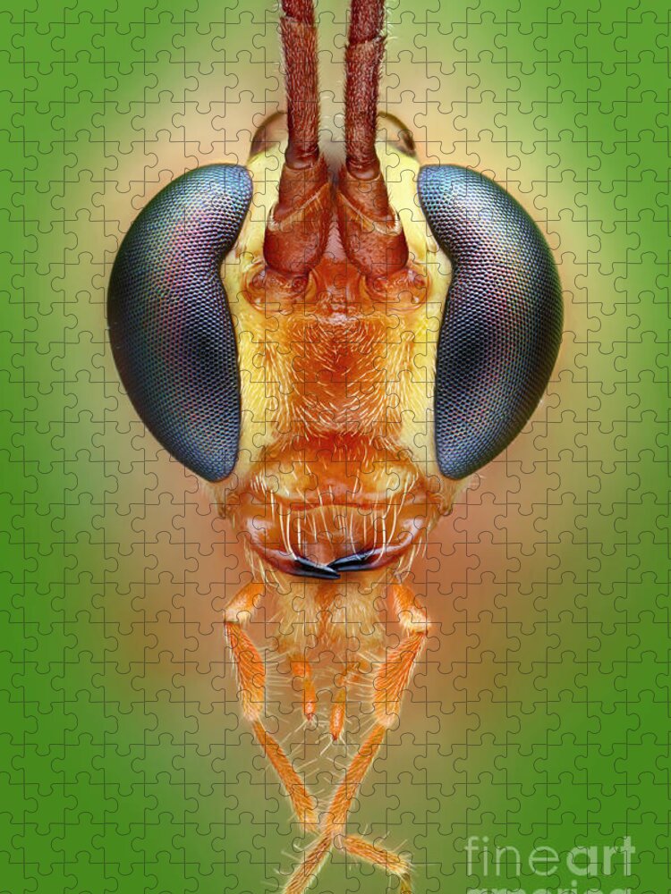 Ichneumon Wasp Jigsaw Puzzle featuring the photograph Ichneumon Wasp #2 by Matthias Lenke