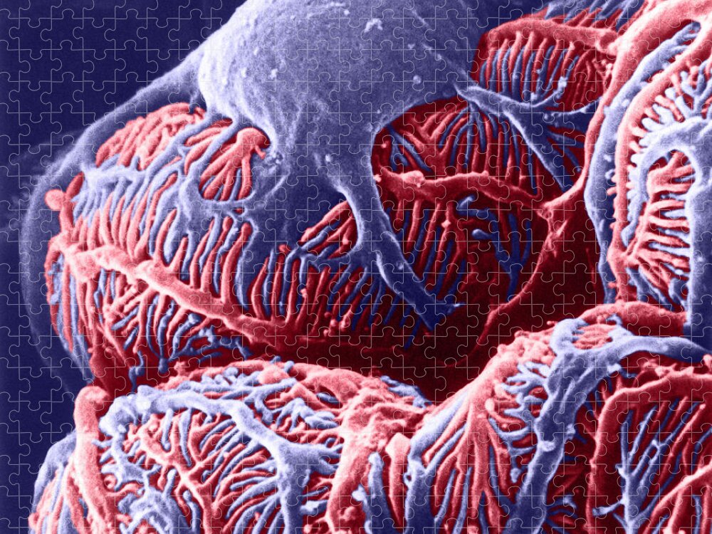 System Jigsaw Puzzle featuring the photograph Kidney Glomerulus, Sem #3 by Don W Fawcett