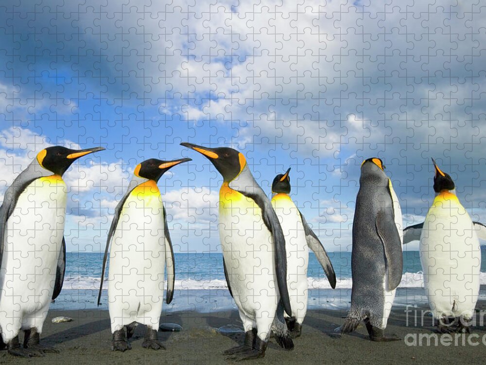 00345362 Puzzle featuring the photograph King Penguins in Gold Harbour by Yva Momatiuk John Eastcott