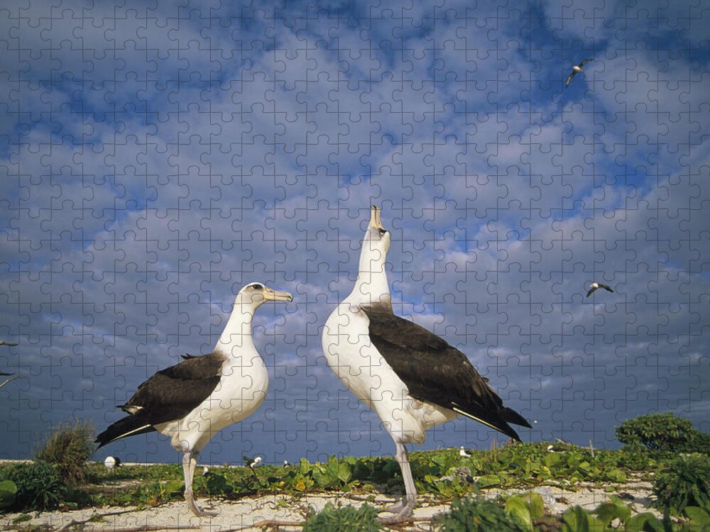 Feb0514 Jigsaw Puzzle featuring the photograph Laysan Albatross Courtship Dance Hawaii #2 by Tui De Roy