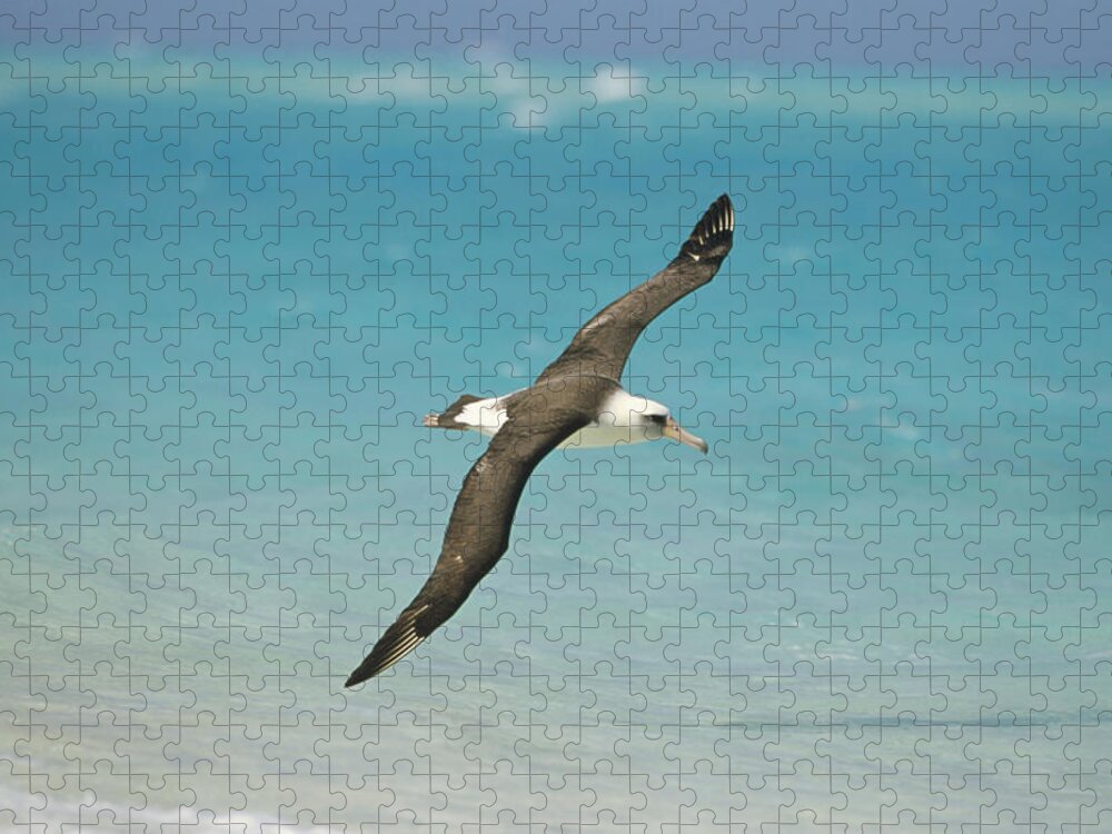 Feb0514 Jigsaw Puzzle featuring the photograph Laysan Albatross Flying Midway Atoll #2 by Tui De Roy