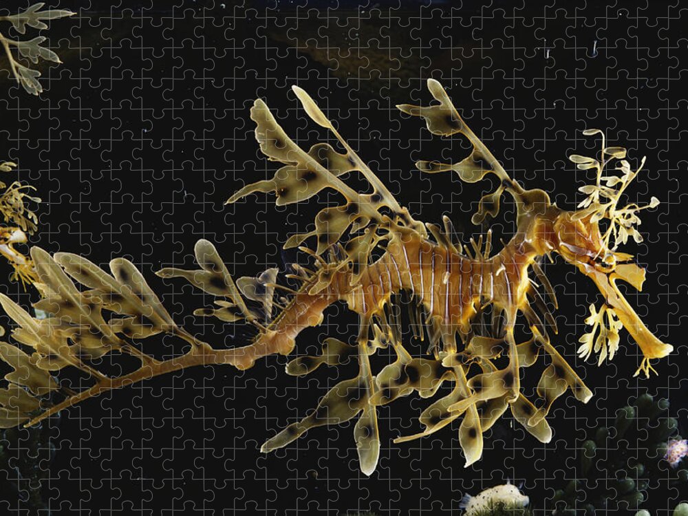 Actinopterygii Jigsaw Puzzle featuring the photograph Leafy Sea Dragon by Paul Zahl