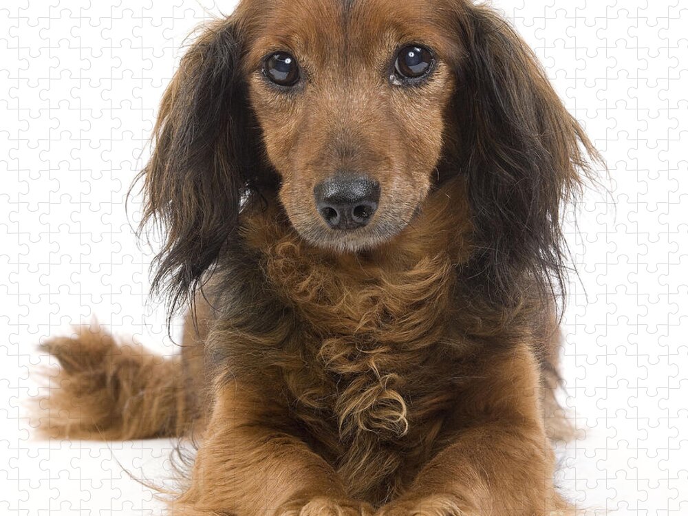 Dachshund Jigsaw Puzzle featuring the photograph Long-haired Dachshund #3 by Jean-Michel Labat