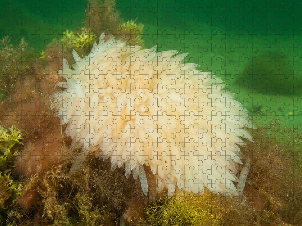 Longfin Inshore Squid Jigsaw Puzzle featuring the photograph Longfin Inshore Squid Eggs #2 by Andrew J. Martinez