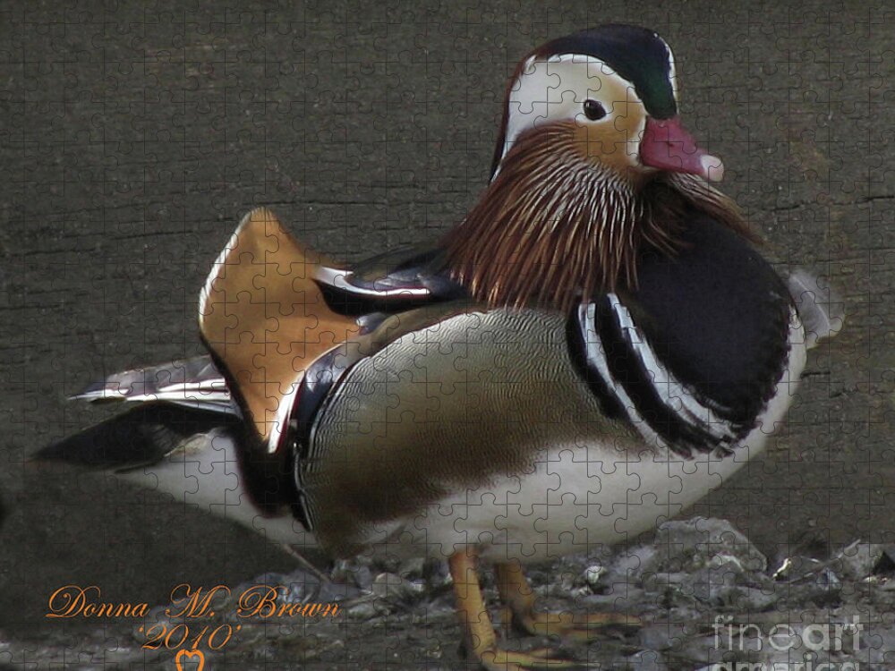 Duck Jigsaw Puzzle featuring the photograph Mandarin Duck #2 by Donna Brown