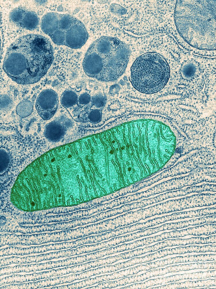 Eukaryote Jigsaw Puzzle featuring the photograph Mitochondrion, Tem by Keith R Porter