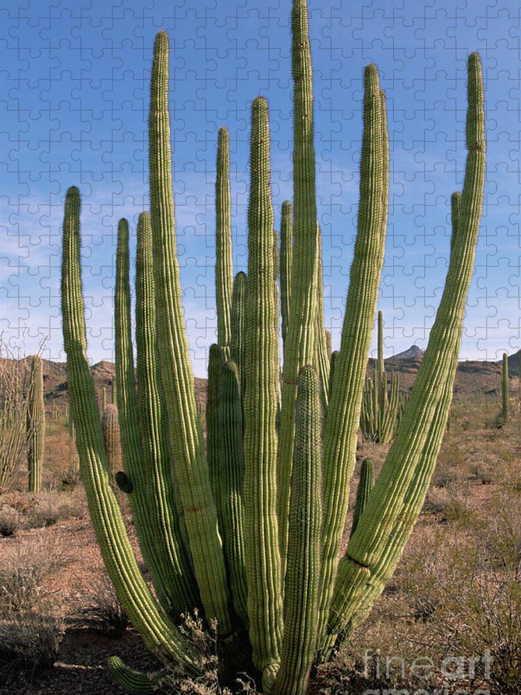 00343701 Jigsaw Puzzle featuring the photograph Organ Pipe Cactus by Yva Momatiuk John Eastcott