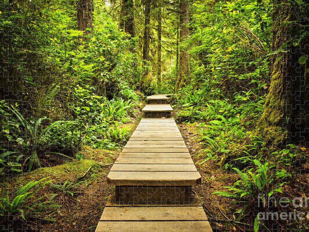 Rainforest Jigsaw Puzzle featuring the photograph Path in temperate rainforest 2 by Elena Elisseeva