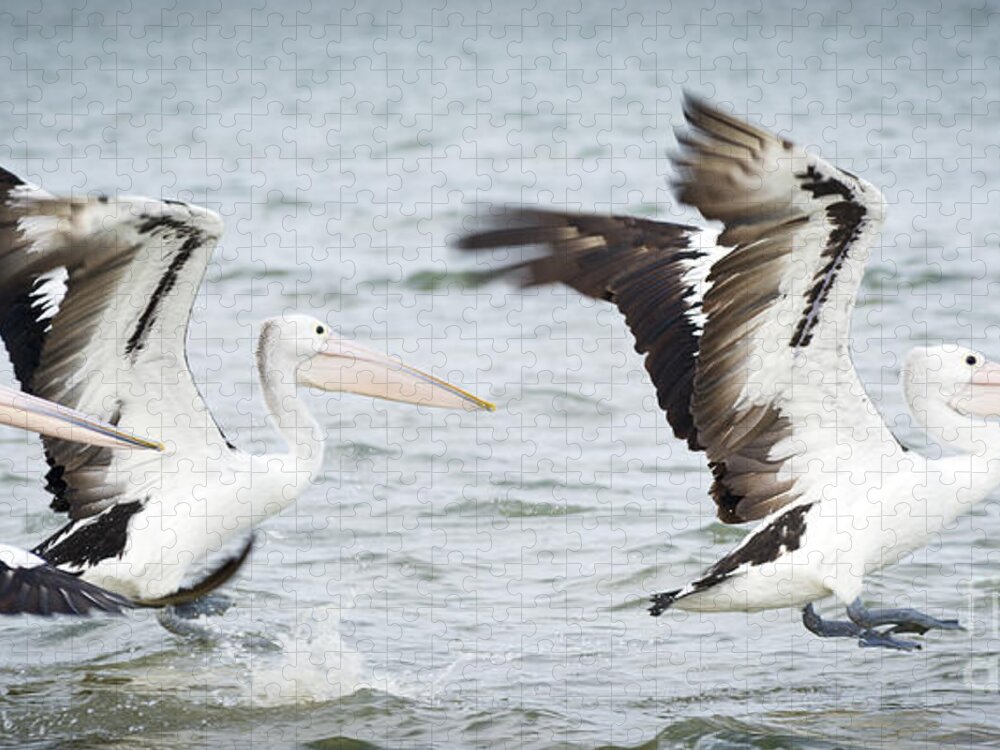 Pelican Jigsaw Puzzle featuring the photograph Pelicans #2 by THP Creative