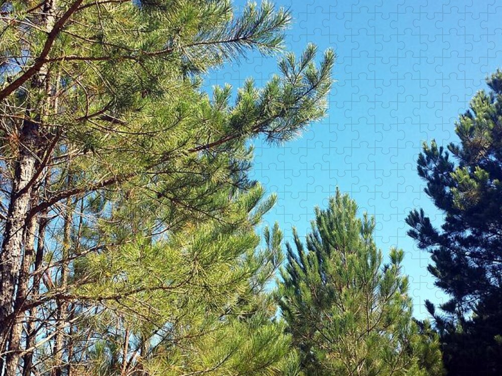 Pine Jigsaw Puzzle featuring the photograph Pine Forest Fall #2 by Kenny Glover