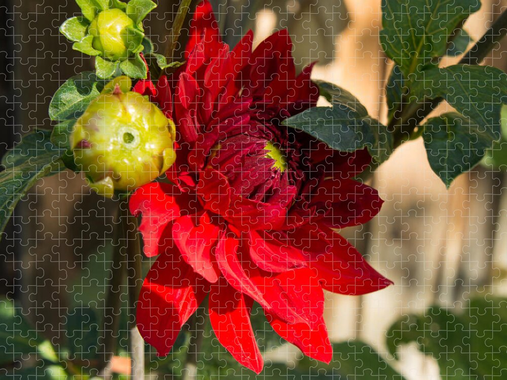 Dahlia Jigsaw Puzzle featuring the photograph Red Dahlia #2 by Weir Here And There