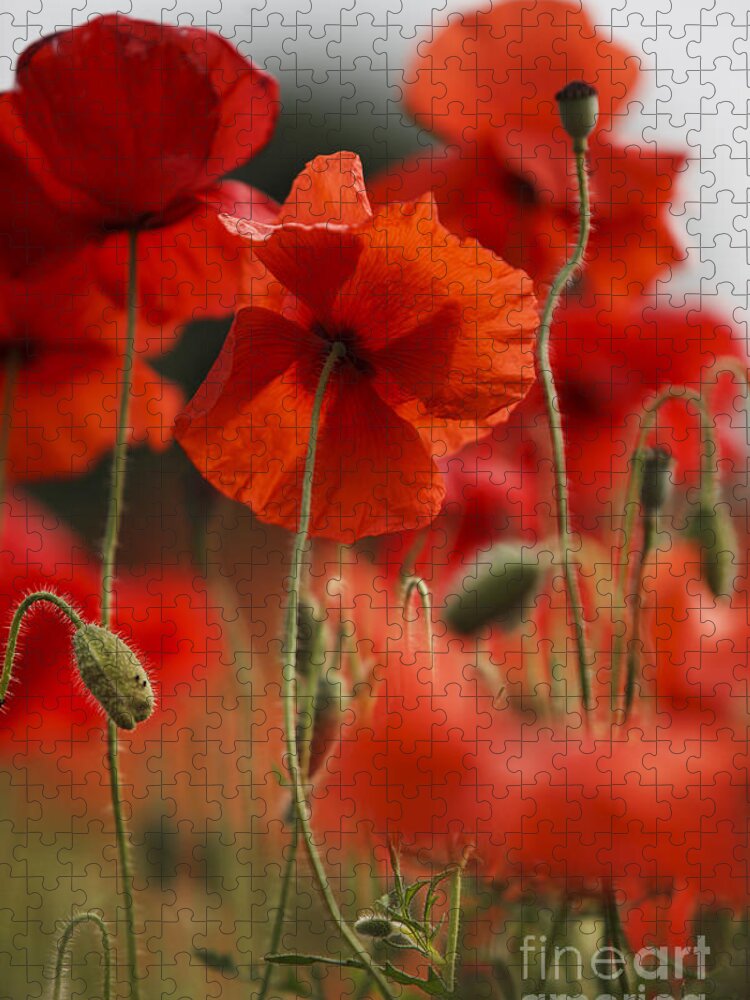 Poppy Jigsaw Puzzle featuring the photograph Red Poppy Flowers #2 by Nailia Schwarz