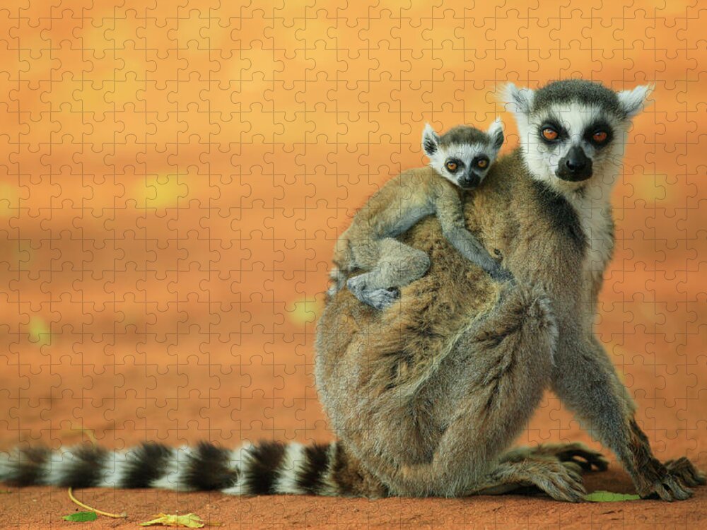 00621159 Jigsaw Puzzle featuring the photograph Ring-tailed Lemur Mother and Baby #2 by Cyril Ruoso