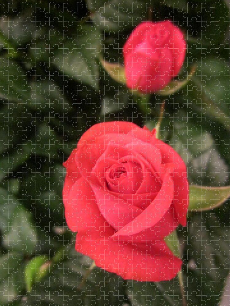 Flowerromance Jigsaw Puzzle featuring the photograph Roses in Red #2 by Rosita Larsson