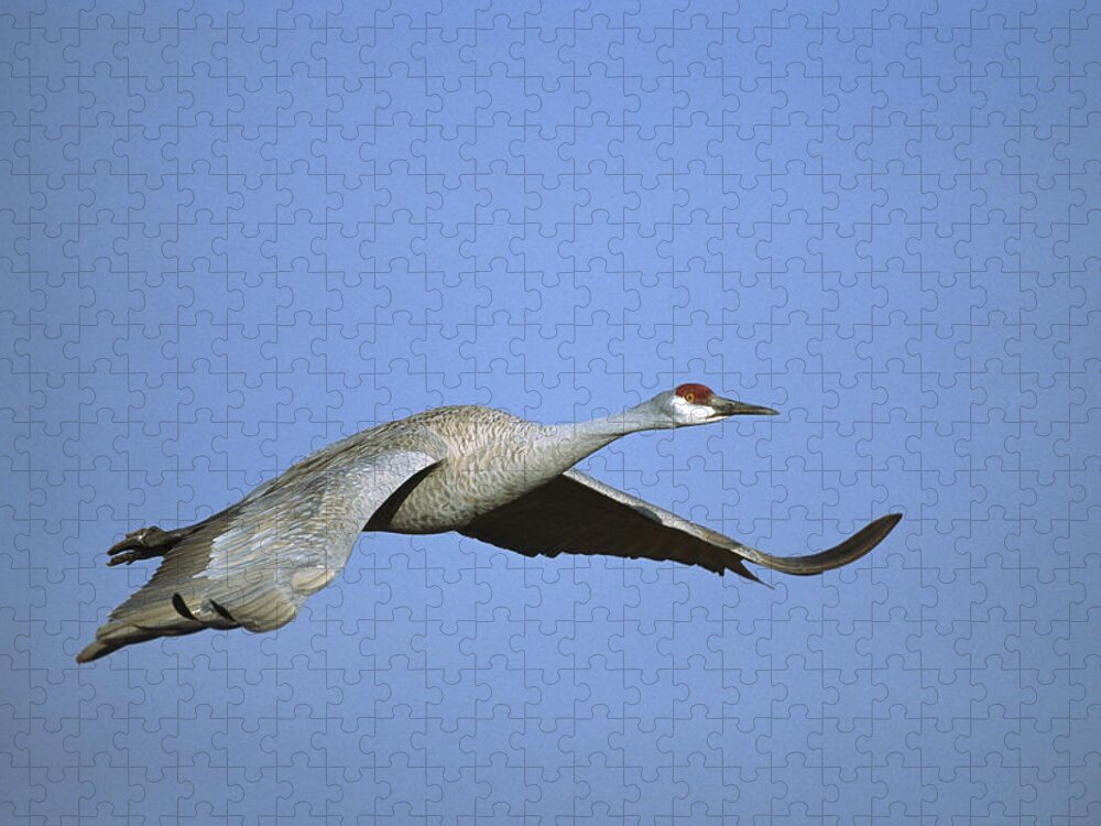 Feb0514 Jigsaw Puzzle featuring the photograph Sandhill Cranes Flying Bosque Del Apache #2 by Tom Vezo