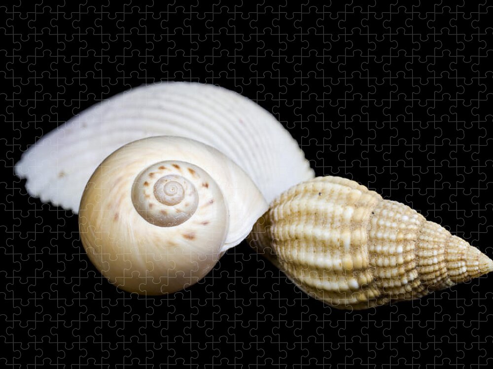 Marine Jigsaw Puzzle featuring the photograph Seashells #2 by Paulo Goncalves