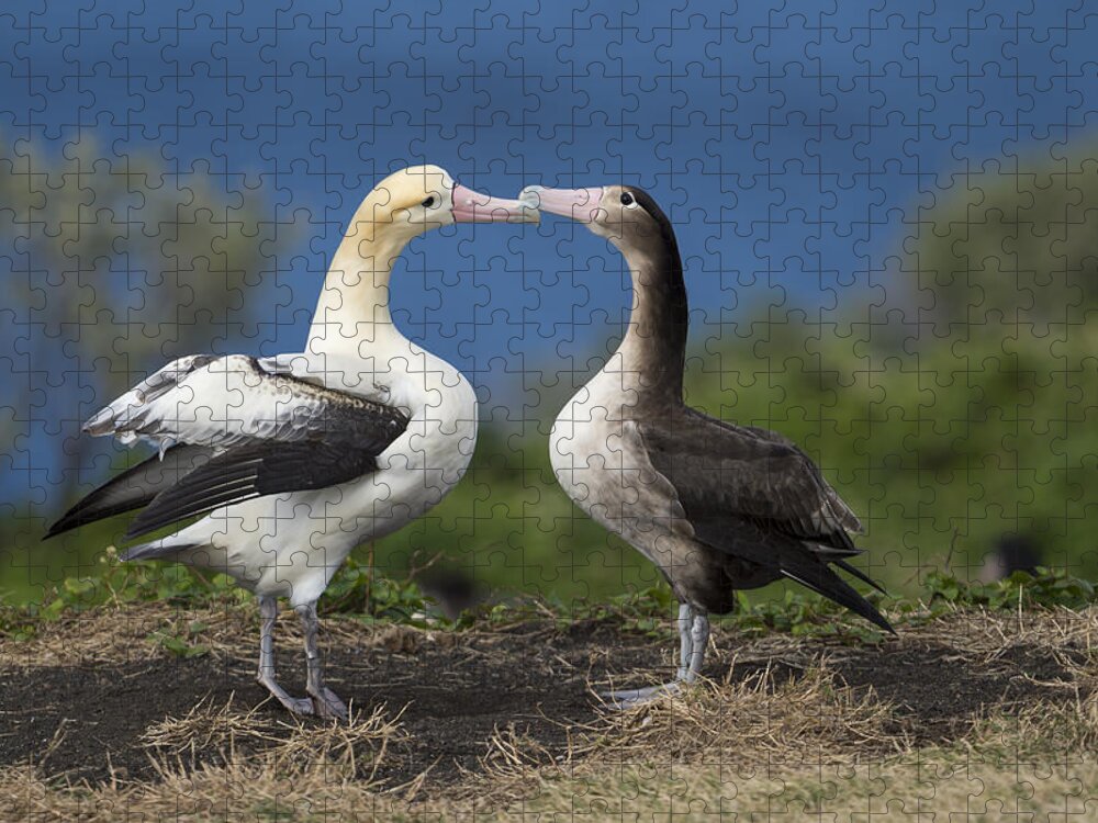 536838 Jigsaw Puzzle featuring the photograph Short-tailed Albatross Courting #2 by Tui De Roy