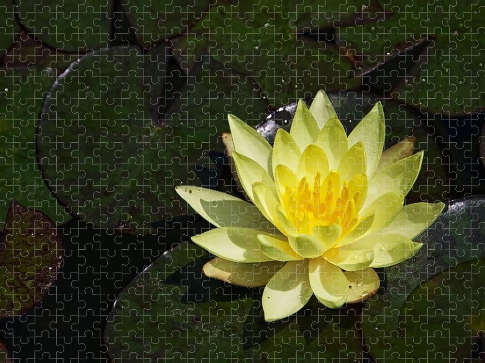 Water Lily Jigsaw Puzzle featuring the photograph Soaking up the Sun #2 by Dave Files