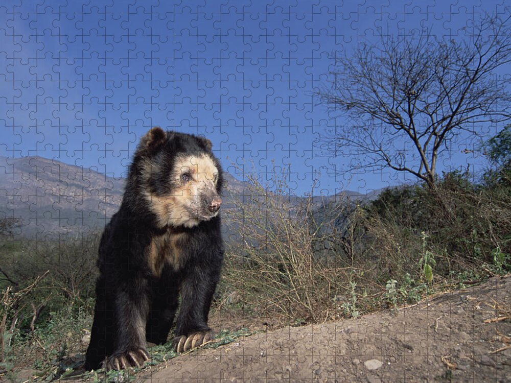 Feb0514 Jigsaw Puzzle featuring the photograph Spectacled Bear In Andean Foothills Peru #2 by Tui De Roy
