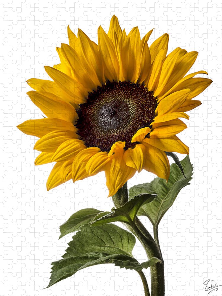 Flower Jigsaw Puzzle featuring the photograph Sunflower #2 by Endre Balogh