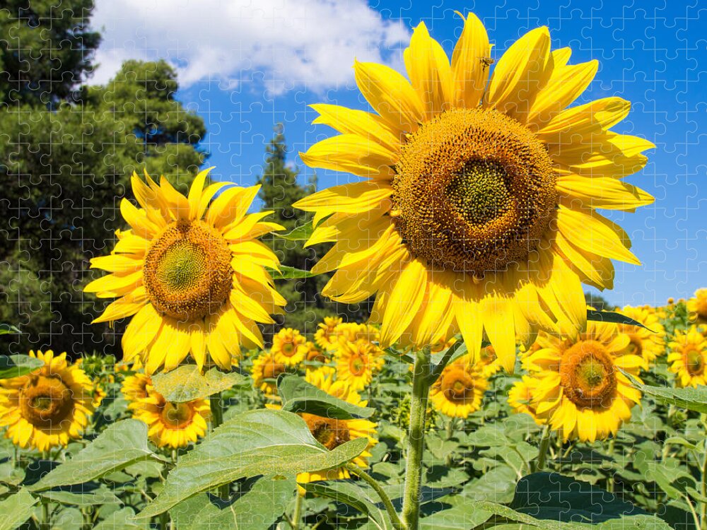Helianthus Annuus Jigsaw Puzzle featuring the photograph Sunflowers #4 by Roy Pedersen