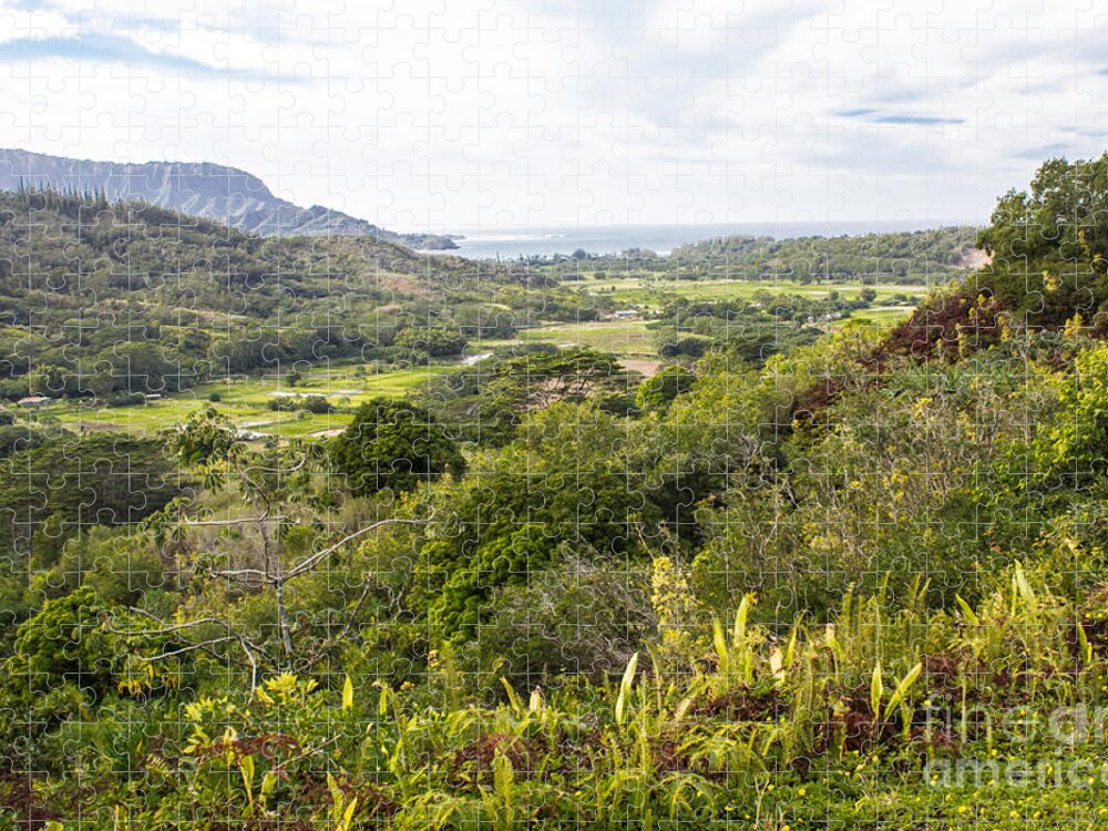 Taro Fields Jigsaw Puzzle featuring the photograph Taro Fields #2 by Suzanne Luft