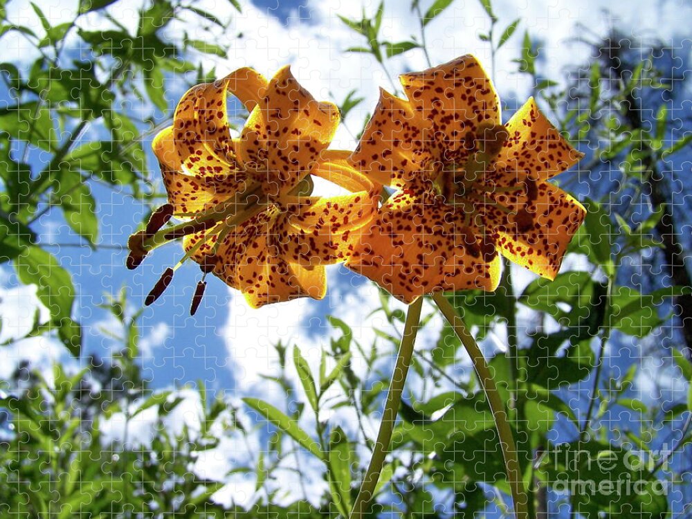 Flower Jigsaw Puzzle featuring the photograph Two Tigers 'n' Sky #2 by Jamie Johnson