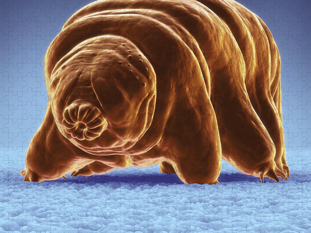 Protostomia Jigsaw Puzzle featuring the photograph Water Bear Tardigrades #2 by Science Picture Co